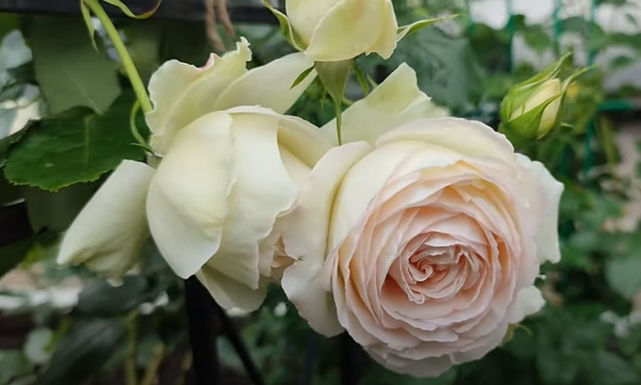 Плетистая роза Пале Рояль (Palais Royal) или White Eden | Моя клумба | Дзен