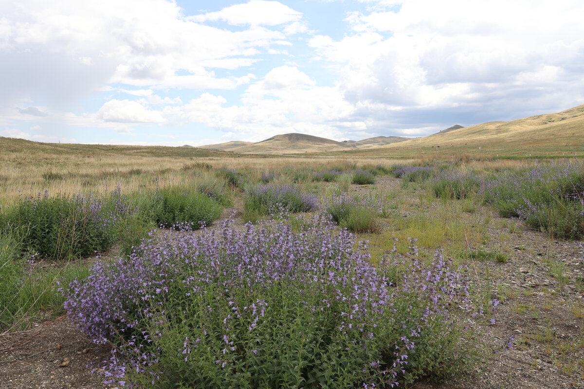 Котовник сибирский 