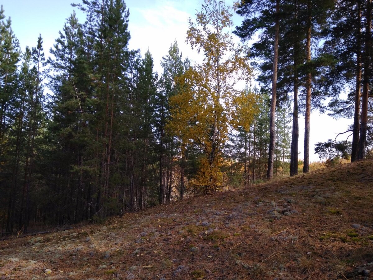 Помимо сосенок встречаются разные деревья, например вот такая "золотая"красавица береза