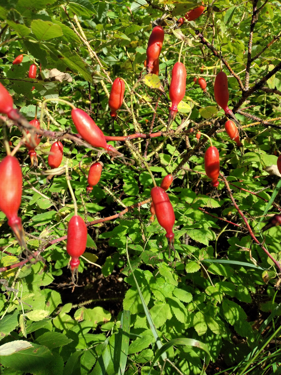 Собирательство-зов предков... | Творите с удовольствием | Дзен