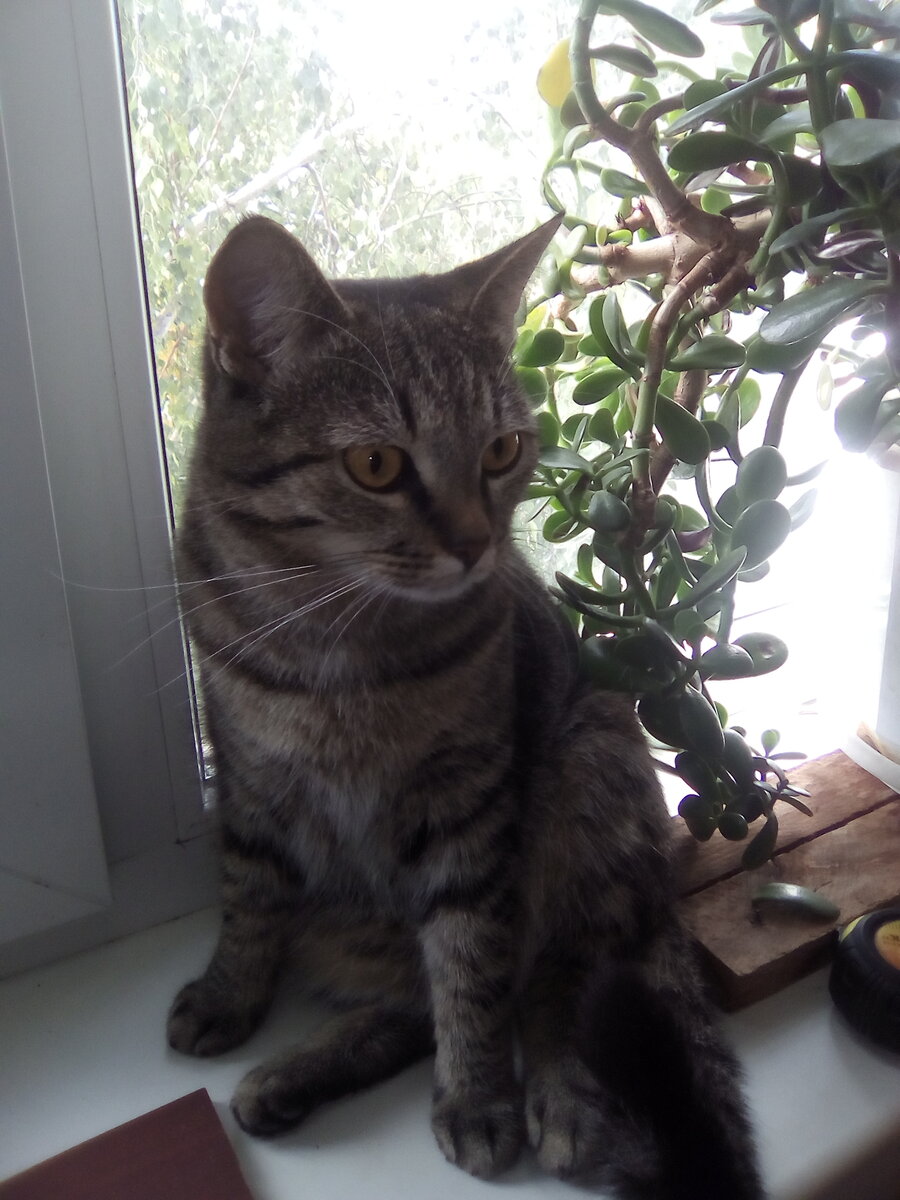 наш городской кот Игорь Иванович, личное фото автора