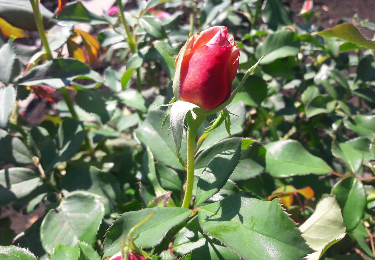 Бутон Koko Loko