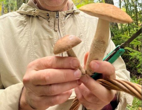 красавец подосиновик сейчас отправится в корзину.