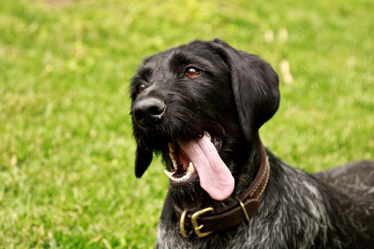 Немецкая порода дратхаар. Дратхаар собака. Порода Дарт Харт собака. Дойч дратхаар. Дратхаар черный.