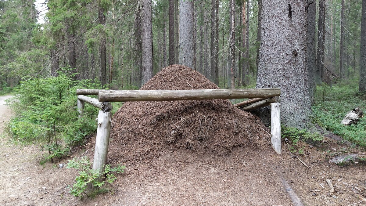 защита муравейника. огороженный муравейник. огораживание муравейников. муравейник в ограде. ограждение муравейников в лесу.