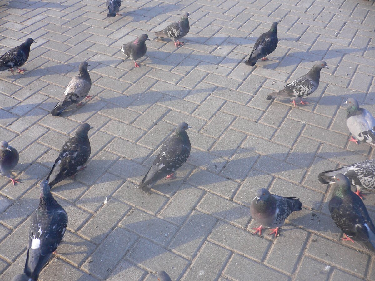 ГОЛУБИ - ПТИЦА ОСОБЕННАЯ...