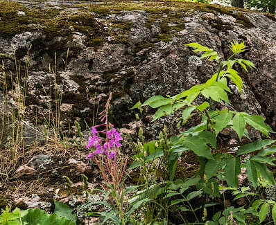 Свободный источник