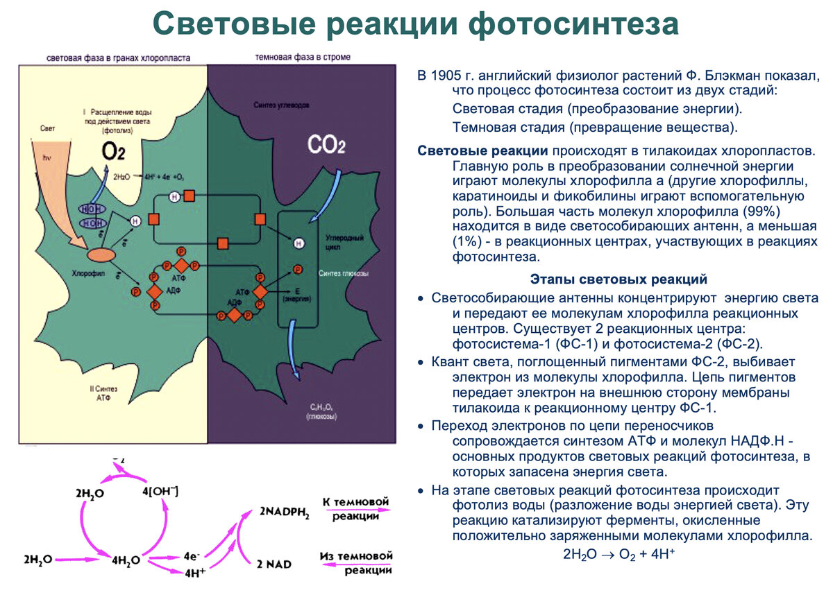 Загадки программы профильного курса биологии для подготовки к ЕГЭ. 1. Общая  биология | Репетитор-профессионал Богунова В.Г. | Дзен