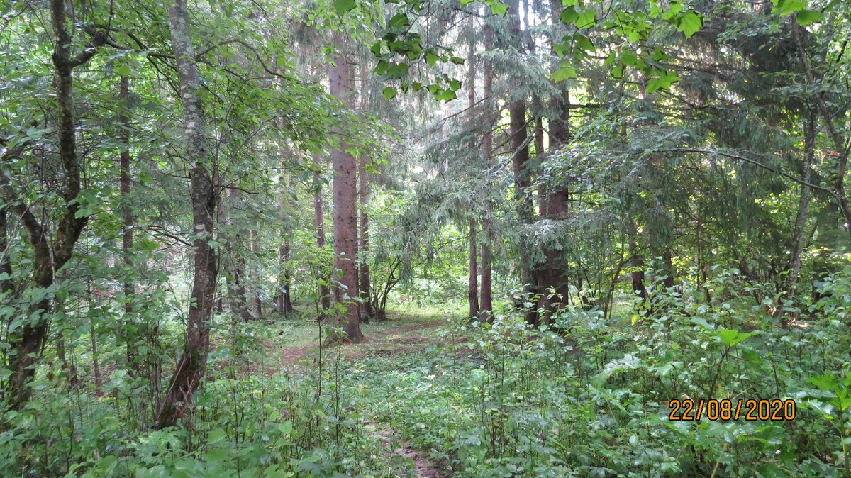 Вход в елки, сам лес похож на парк, Деревья явно высажены рядами, наверно после ВОВ.