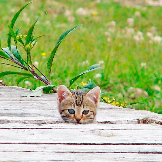 Фото из pinterest.ru