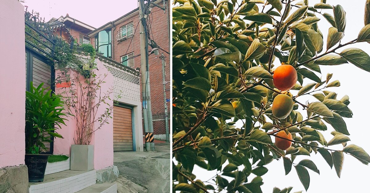 Улочка и дерево хурмы. / фото автора