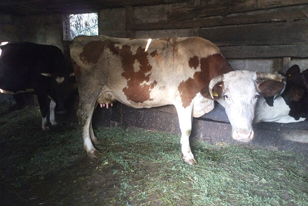 Коровы. Классные) 