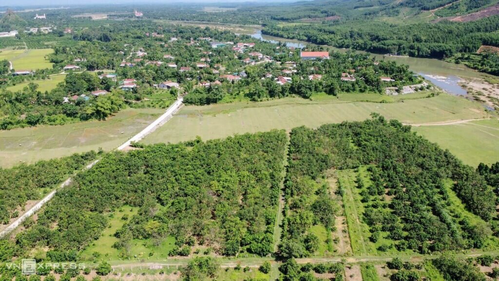 Плантация помело в провинции Хатинь