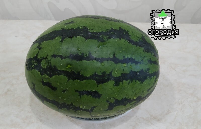 Курский арбуз