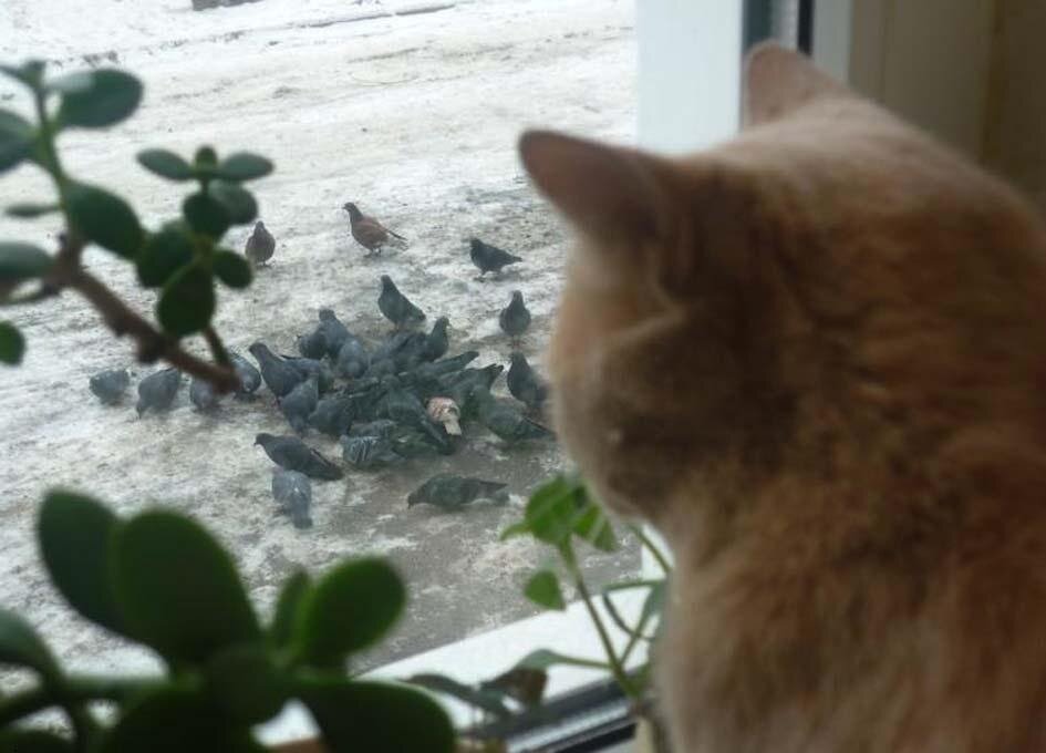 Окно – кошачий «телевизор»