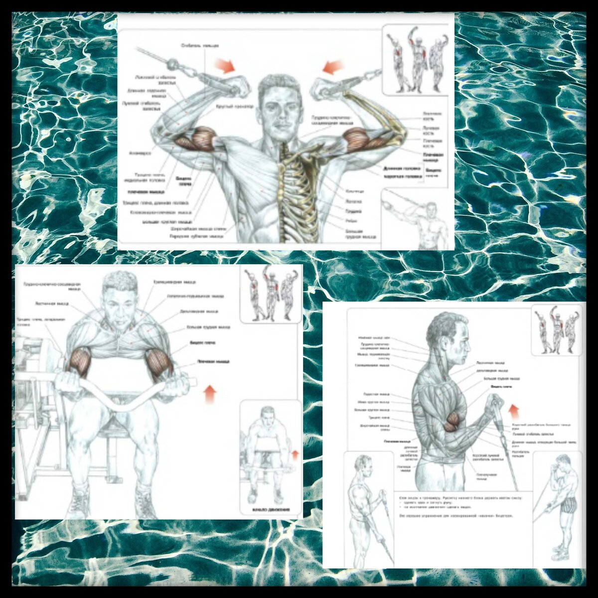 Сгибания рук на скамье. Сгибания рук на верхних блоках. Сгибания поочерёдные - в нижнем блоке. Схемы из книги Ф. Дэлавье "Анатомия силовых упражнений.