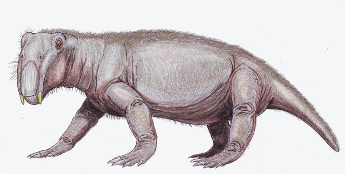 Lystrosaurus georgi – дицинодонт из раннего триаса Поволжья, вероятный близкий родственник африканского L. curvatus, одного из наименее специализированных листрозавров конца перми – начала триаса. Иллюстрация: Дмитрий Богданов.