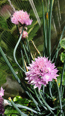 Фото автора Алесад. Шнитт-лук.