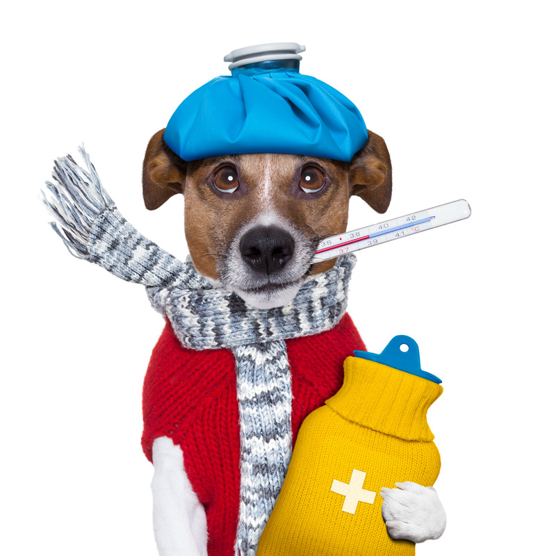 Фото: vashipitomcy.ru 