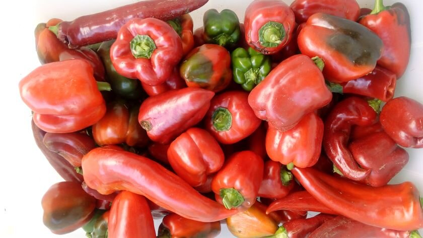 Перцы. Фото автора