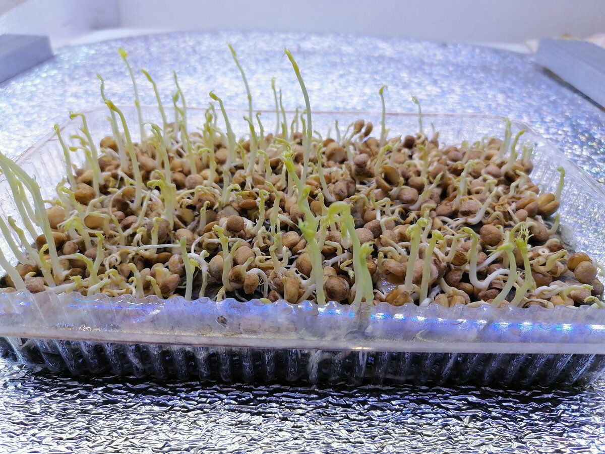 Горошек 4 день 