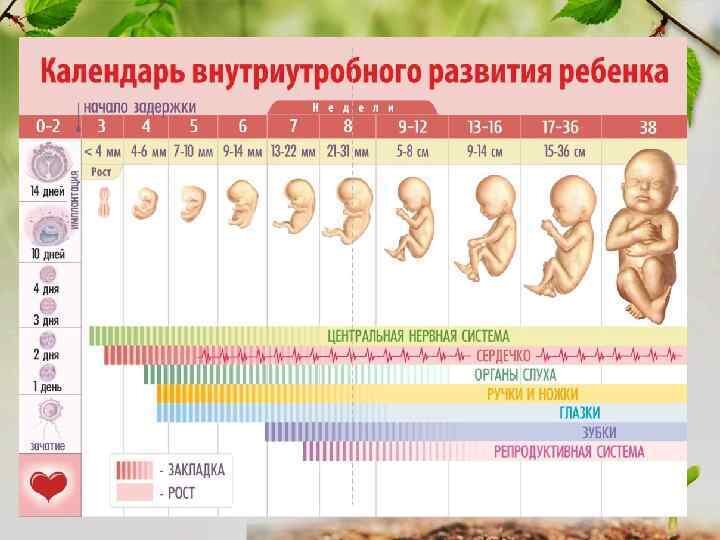 Фото с сайта: https://present5.com/etapy-razvitiya-rebyonka-osobennosti-polovogo-vospitaniya-priyomnogo-rebyonka/