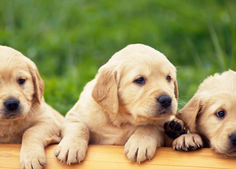 Что нужно знать о щенках золотистого ретривера | Golden Retriever | Дзен