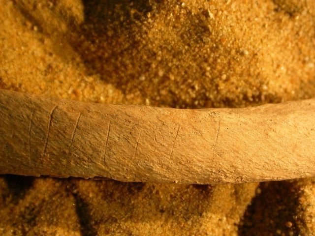 Следы ножей на внешних поверхностях двух фрагментов реберных костей указывают на не типичную смерть.