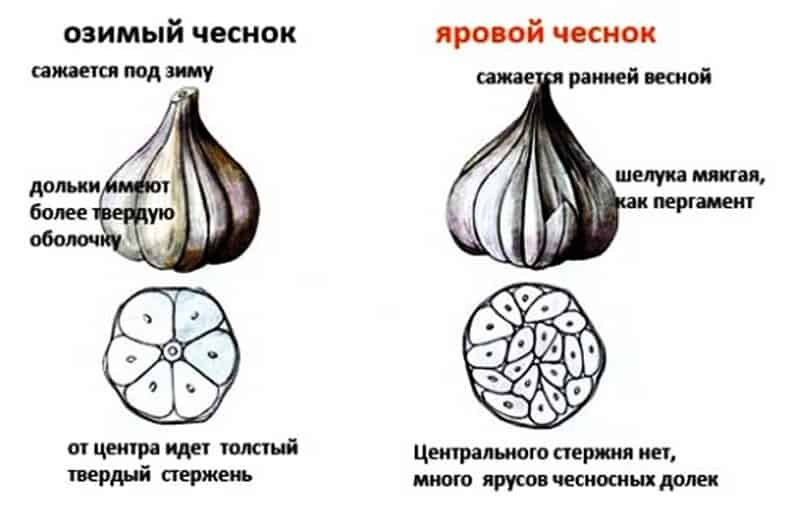 Пять секретов когда сажать озимый чеснок