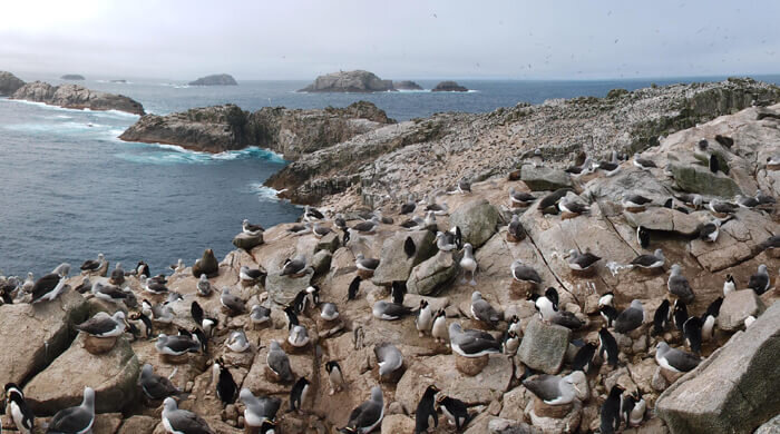 Фото: Wikimedia.org, Lawrie Mead