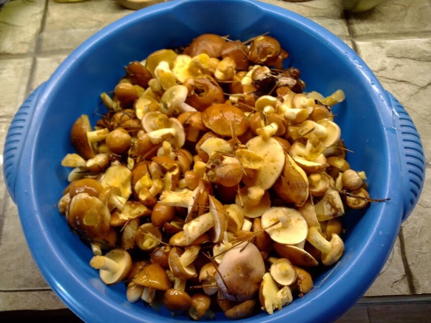 Наш улов из маслят