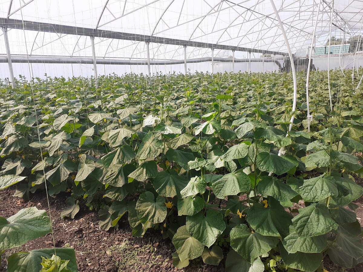 Огурцы с отоплением