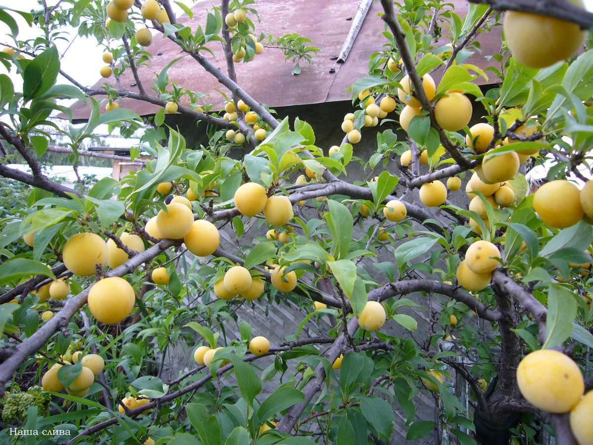 2020 год  отметился небывалым урожаем всех сортов сливы в Центральной России .