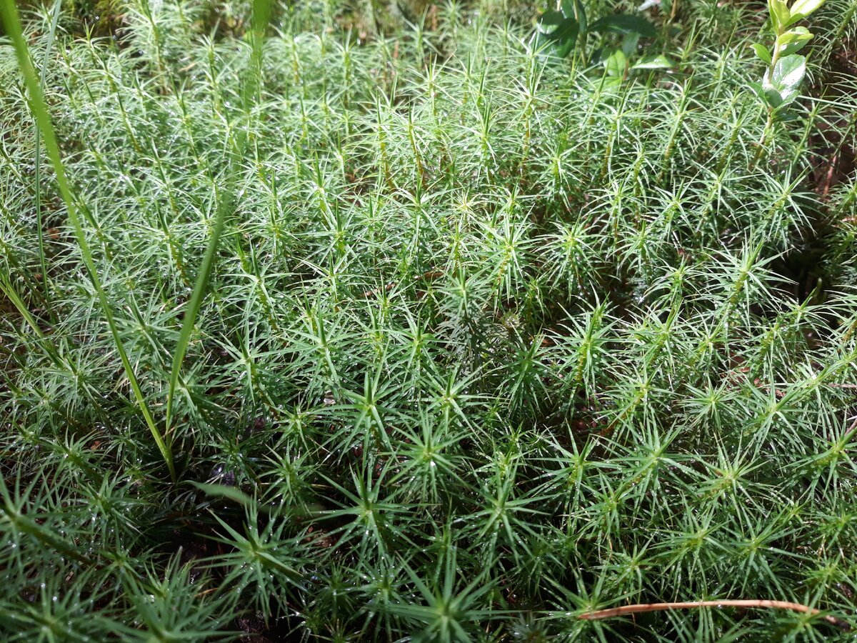 Просто мох, по которому приятно ходить. И красивый ведь!