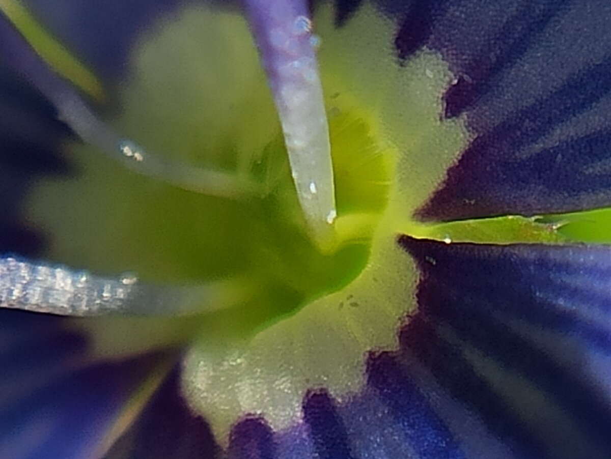 Пестики-тычинки