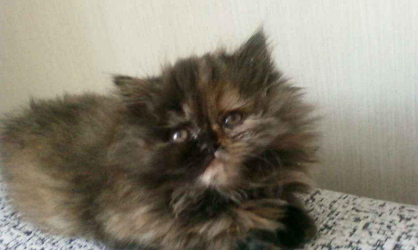 Персидский котенок черепахового окраса, любительское фото