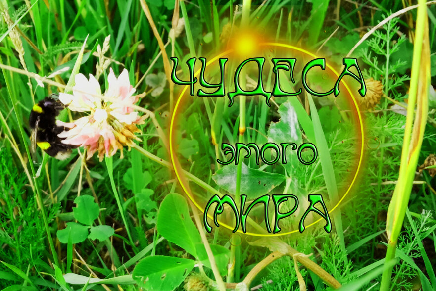 Спасибо за внимание, лайки и комментарии! Признавайтесь, кто и без видео всё знал об этих насекомых?)