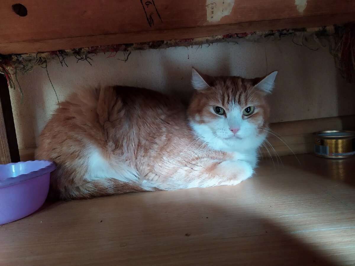 Рыжая сибирская кошка классные фото