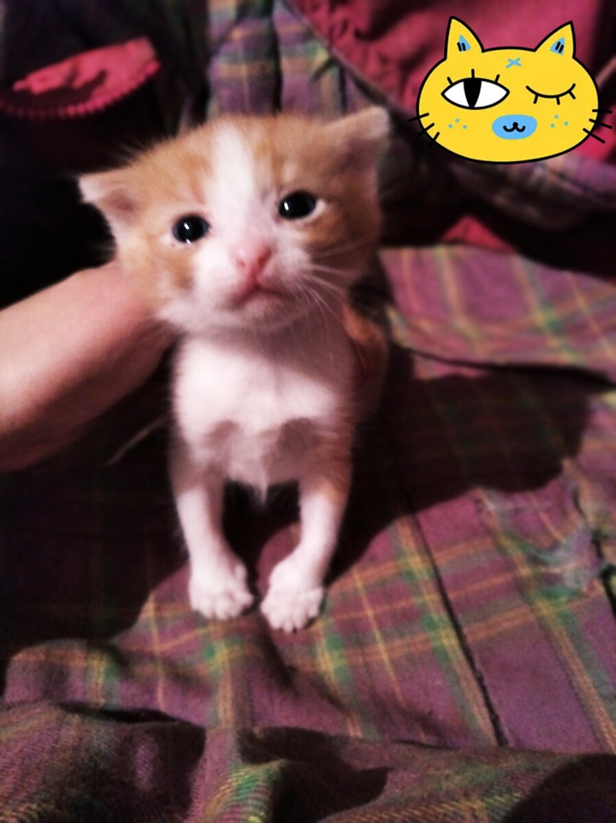 милый котик Герман