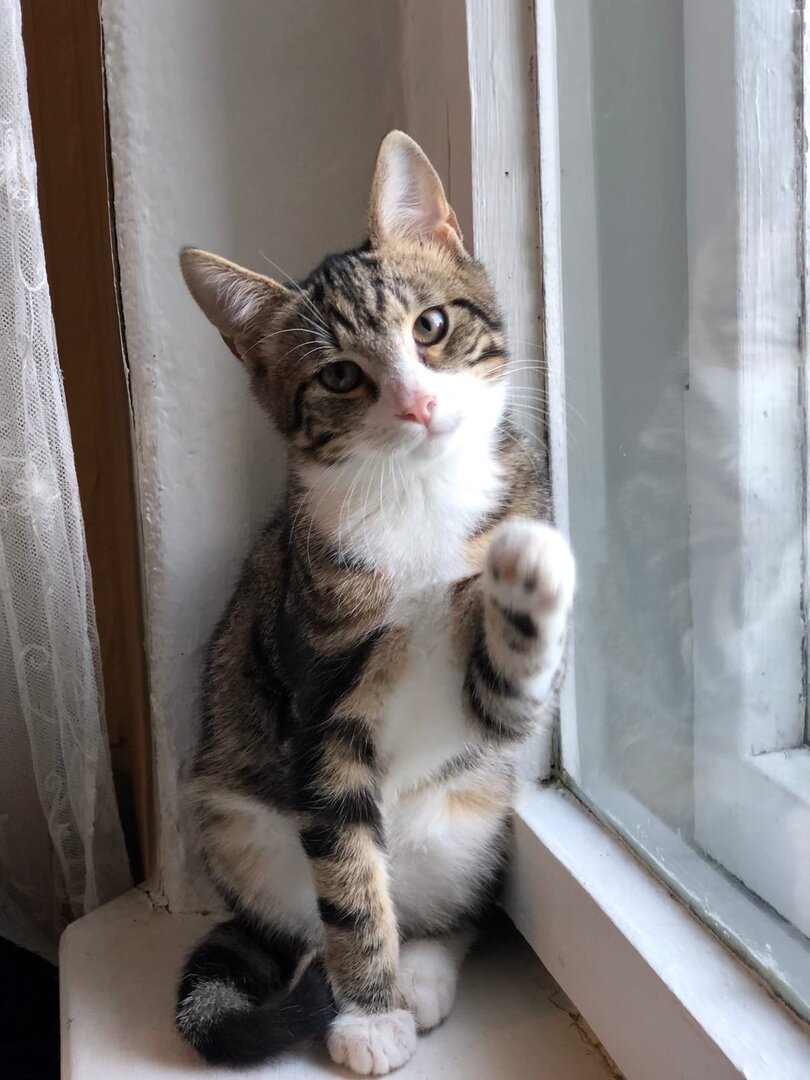 Здравствуйте! Я Уильям. Не принц ... (котенку 4,5 мес.)