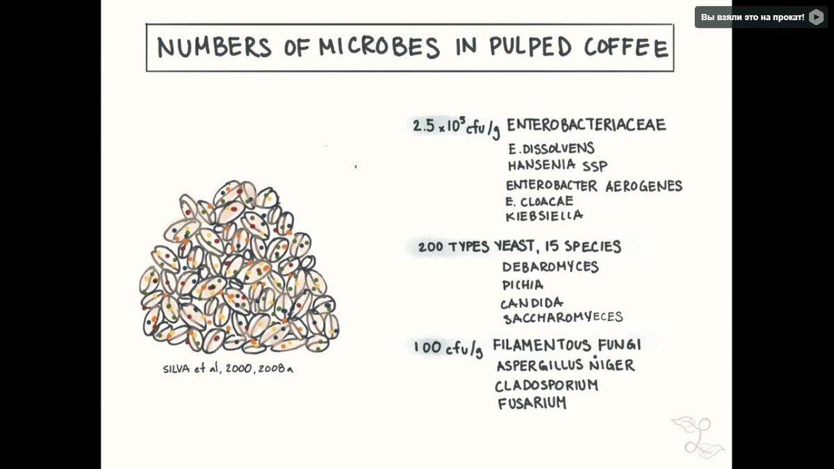 Из презентации: число микробов в сорванной кофейной ягоде