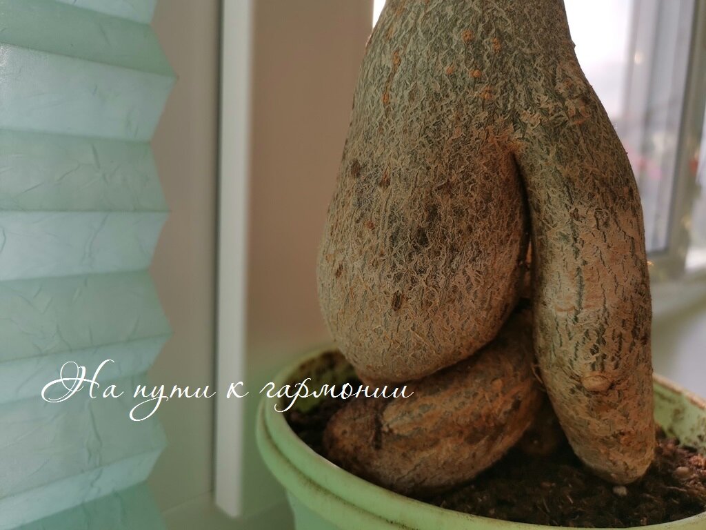Каудекс адениума. Фото автора
