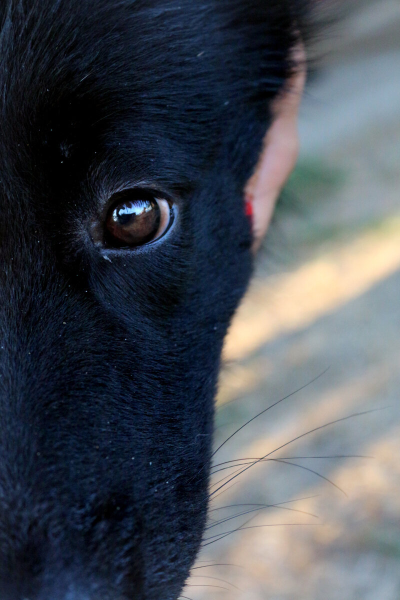 Фото любезно предоставлено питомником Alex Hoff
