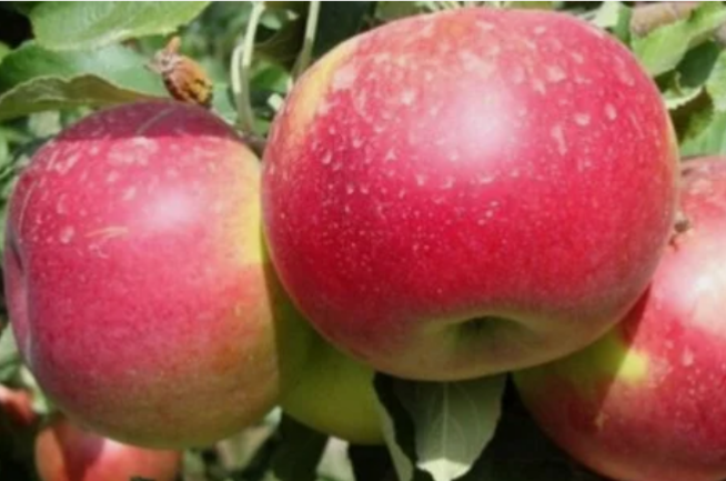 Британские ученые пришли к выводу, что регулярное употребление яблок продлевает жизнь на 17 лет, сообщают зарубежные СМИ.