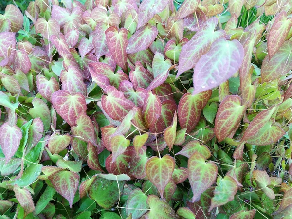 Вот такие нарядные листья у горянки весной