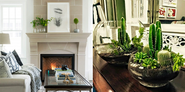 Кактусы с классическим камином объединят стеклянные вазы
В шарах и чашах соберем разные сорта, добавим суккуленты и камушки.

