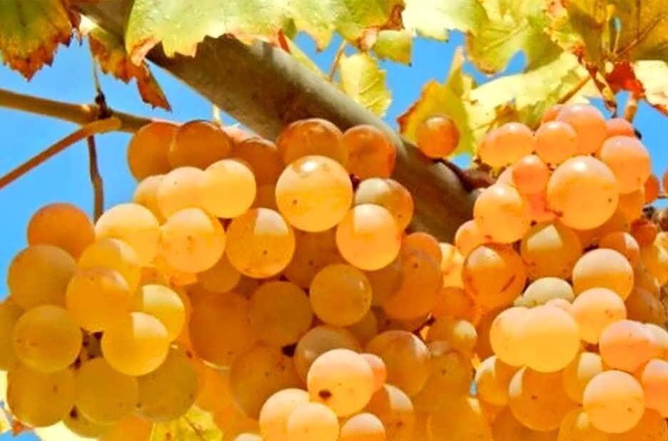 Виноградники