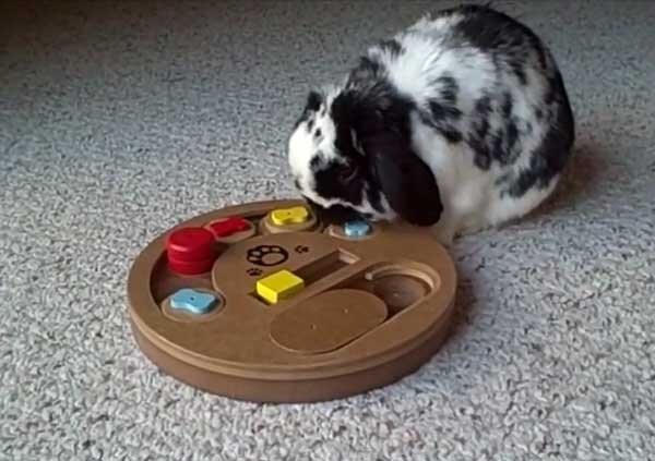 Игрушкидлакроликов декоративных. Чем играют кролики. Чем играют кролики. Как играть с кроликом. Чем играют кролики.