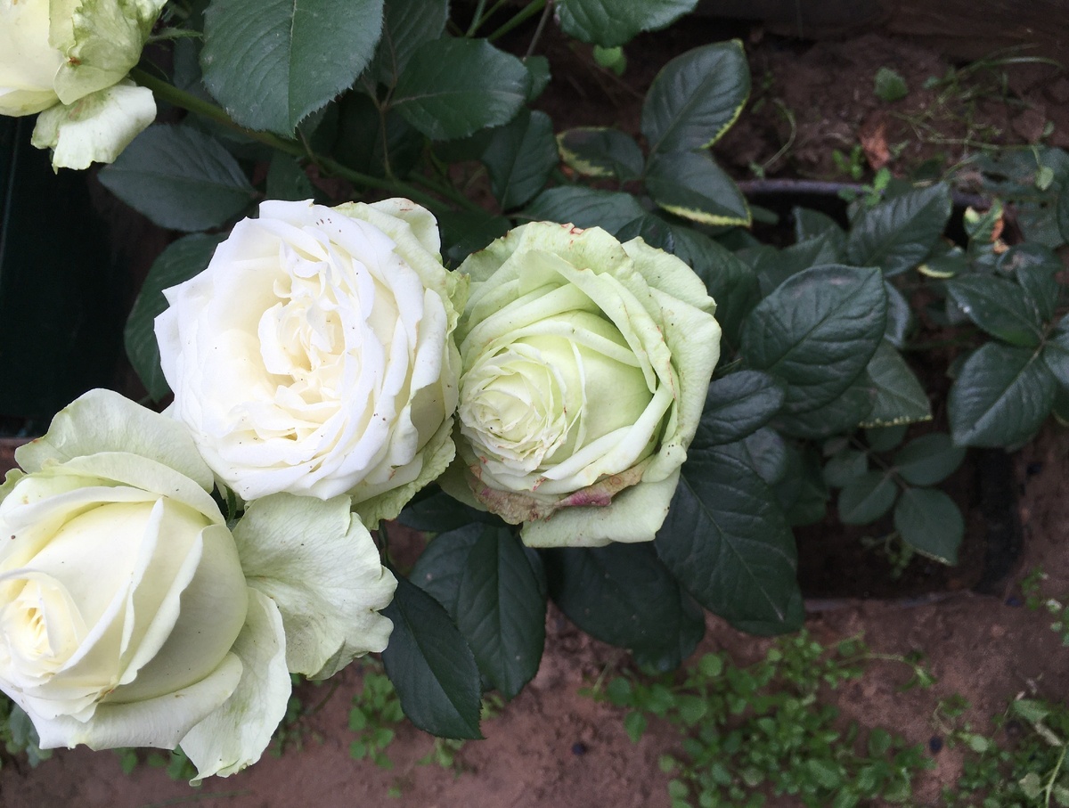 Зеленые розы фото автора