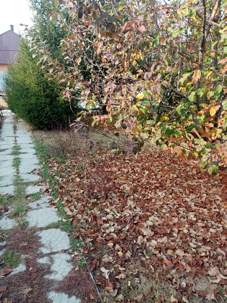Осень осень золотая